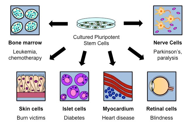 Stem Cells Types