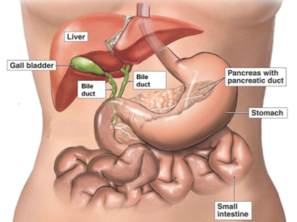 Bile Duct Cancer